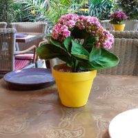 Pretty outside tables. at Comptoir Libanais in Manchester