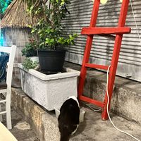 Cat😄 at Mom's Kitchen in Kos