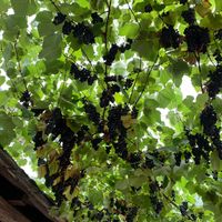 The most delicious grapes ever at  Pineapple Papingo - Κουκουνάρι Πάπιγκο in Papingo