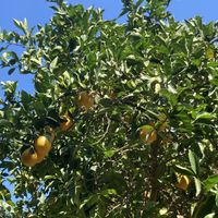 Sap van eigen fruitboom  at Botanical Garden of Crete Restaurant in Crete