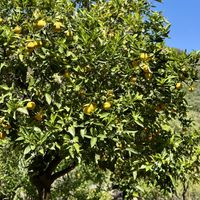  Botanical Garden of Crete  at Botanical Garden of Crete Restaurant in Crete