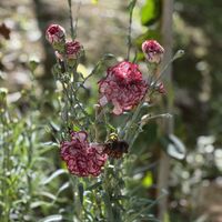  Botanical Garden of Crete  at Botanical Garden of Crete Restaurant in Crete