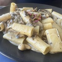 Mushroom rigatonii  at Hippocampus in Protaras