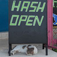 Smokey 🐱 at HASH - Vegan Eats SA in San Antonio