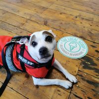 Dog Friendly at The Local Scoop in Dawlish