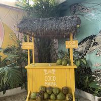 Cocos fríos   at Matcha Mama - Centro in Tulum