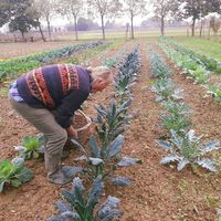 Vegetable organic garden at Agriturismo Biologico La Buona Terra in Cervarese Santa Croce