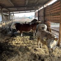 Una di loro si chiama Antonia  at Agriturismo Biologico La Buona Terra in Cervarese Santa Croce