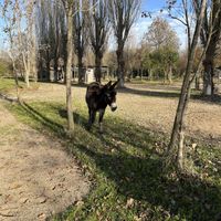 Mariellaa  at Agriturismo Biologico La Buona Terra in Cervarese Santa Croce