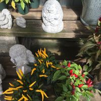 Chili peppers  at Burton Floral & Garden in Burton