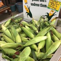 Corn at Burton Floral & Garden in Burton