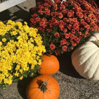 Mums and pumpkins  at Burton Floral & Garden in Burton