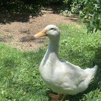 Puddles at Foreverland Farm in Amelia