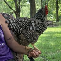 Love chickens at Foreverland Farm in Amelia