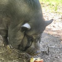 Milton at Foreverland Farm in Amelia