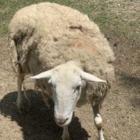 Marvel at Foreverland Farm in Amelia