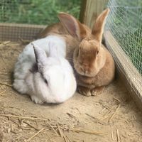 Bunnies at Foreverland Farm in Amelia
