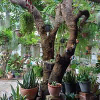  at Veggie Lover Cafe in Vientiane