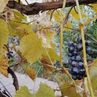 Grapes at Weinbau Herrmann in Vienna