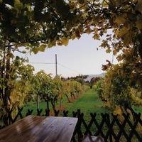 The view over the vinyard at Weinbau Herrmann in Vienna