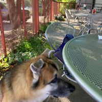 Patio seating is dog friendly. Server brought water for my dog…very accommodating and kind.  at Simple Cafe in Lake Geneva