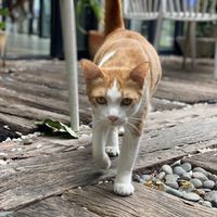 One of the cats   at The Road Less Travelled in Koh Samui