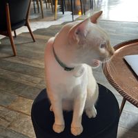 One of the resident cats    at The Road Less Travelled in Koh Samui