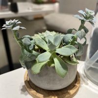  #Veganuary at Sutra in New York City