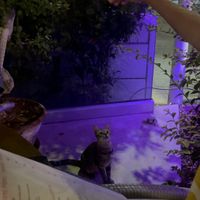   at Sala Thai in Paphos