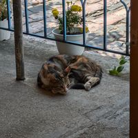 Local cute cats at Taverna Tradicionale in Gjirokaster