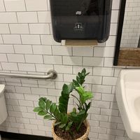They have a plant to catch the extra water from your hands. Pretty neat !  at Greenhouse Canteen + Bar in Columbus