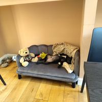 The local dog, having sweet dreams at efrem in Turin