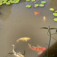 Peces at Charco Corazon in Jardin