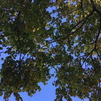 Azure sky, from Under the Lime Tree! at Under The Lime Tree in Angouleme