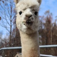  at Stahl's No Harm Farm Animal Sanctuary in Uniontown