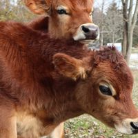  at Stahl's No Harm Farm Animal Sanctuary in Uniontown