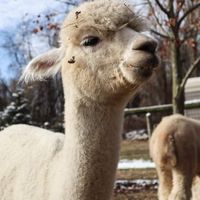  at Stahl's No Harm Farm Animal Sanctuary in Uniontown