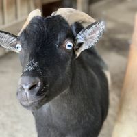 Panda at Sunrise Sanctuary in Marysville