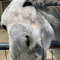 Danica at Sunrise Sanctuary in Marysville