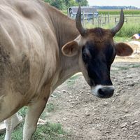Wooly Bully at Sunrise Sanctuary in Marysville