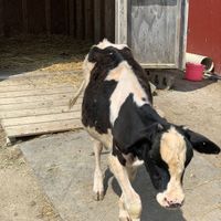 Little moo at Sunrise Sanctuary in Marysville