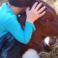 Meet the cattles at Sauschneidhof in Radstadt