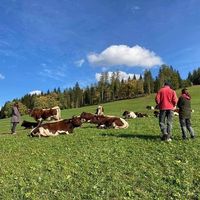 Visit the cows at Sauschneidhof in Radstadt