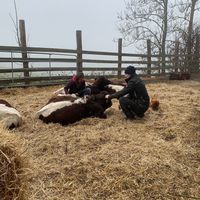 Kühe streicheln at Sauschneidhof in Radstadt