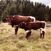 Alm at Sauschneidhof in Radstadt