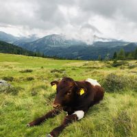 Auf der Alm at Sauschneidhof in Radstadt