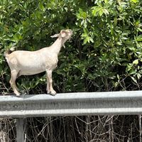   at Eyeza Vegan in St Thomas