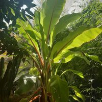  at Café 7 in Tenerife