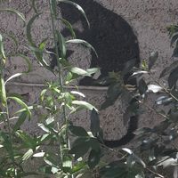  at Café 7 in Tenerife