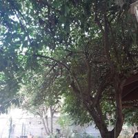  at Café 7 in Tenerife